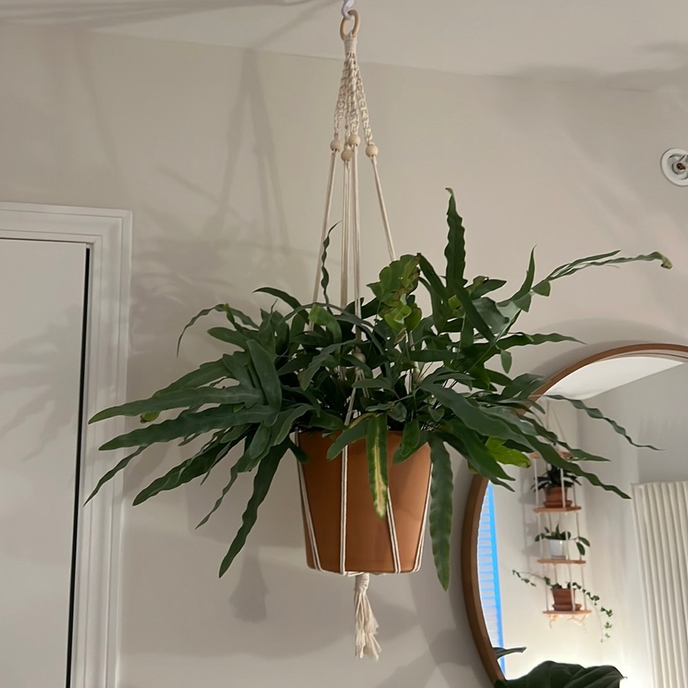 Macrame plant hanger (pot and plant not included )